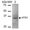 Ubiquitin-like-conjugating enzyme ATG3 antibody, LS-C776041, Lifespan Biosciences, Western Blot image 