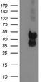 Decaprenyl-diphosphate synthase subunit 2 antibody, TA503977, Origene, Western Blot image 
