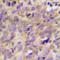 Raftk antibody, orb393141, Biorbyt, Immunohistochemistry paraffin image 