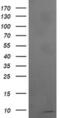 Reactive Oxygen Species Modulator 1 antibody, MA5-26180, Invitrogen Antibodies, Western Blot image 