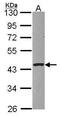 Protein Serine Kinase H1 antibody, GTX107902, GeneTex, Western Blot image 