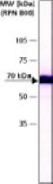 Hspa1 antibody, NB600-1165, Novus Biologicals, Western Blot image 
