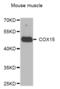 Cytochrome C Oxidase Assembly Homolog COX15 antibody, abx002753, Abbexa, Western Blot image 