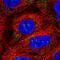Peroxisomal Biogenesis Factor 14 antibody, HPA049231, Atlas Antibodies, Immunocytochemistry image 