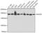 RAD50 Double Strand Break Repair Protein antibody, 18-931, ProSci, Western Blot image 