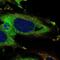 KDEL Endoplasmic Reticulum Protein Retention Receptor 3 antibody, PA5-67422, Invitrogen Antibodies, Immunofluorescence image 