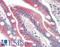 Regulator Of MON1-CCZ1 antibody, LS-B10290, Lifespan Biosciences, Immunohistochemistry paraffin image 