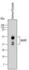 Von Willebrand Factor A Domain Containing 1 antibody, MAB6189, R&D Systems, Western Blot image 