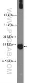 Protein S100-A7 antibody, 26656-1-AP, Proteintech Group, Western Blot image 