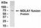 H/ACA ribonucleoprotein complex subunit 1 antibody, XW-7880, ProSci, Western Blot image 