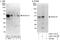 Homeobox C10 antibody, A303-178A, Bethyl Labs, Immunoprecipitation image 