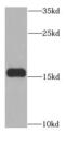 Methionine-R-sulfoxide reductase B2, mitochondrial antibody, FNab05383, FineTest, Western Blot image 