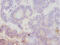 Arginine Vasopressin Receptor 1A antibody, CSB-PA15624A0Rb, Cusabio, Immunohistochemistry paraffin image 