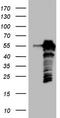 Histone-lysine N-methyltransferase SETD2 antibody, CF804128, Origene, Western Blot image 