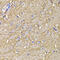 Potassium Voltage-Gated Channel Subfamily D Member 3 antibody, 22-561, ProSci, Immunohistochemistry frozen image 