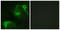 Vav Guanine Nucleotide Exchange Factor 2 antibody, LS-C118034, Lifespan Biosciences, Immunofluorescence image 