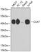 C-C Motif Chemokine Receptor 7 antibody, 13-816, ProSci, Western Blot image 