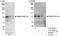 RNA Binding Motif Protein 25 antibody, A301-067A, Bethyl Labs, Immunoprecipitation image 