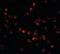 HECT, UBA And WWE Domain Containing E3 Ubiquitin Protein Ligase 1 antibody, orb87316, Biorbyt, Immunofluorescence image 