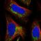 Mitochondrial Assembly Of Ribosomal Large Subunit 1 antibody, HPA020487, Atlas Antibodies, Immunofluorescence image 