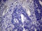Chromosome 4 Open Reading Frame 36 antibody, LS-C791558, Lifespan Biosciences, Immunohistochemistry paraffin image 