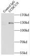 Coiled-Coil Domain Containing 158 antibody, FNab01349, FineTest, Immunoprecipitation image 