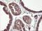 Proteasome Subunit Beta 7 antibody, LS-C786985, Lifespan Biosciences, Immunohistochemistry frozen image 