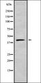 Septin 1 antibody, orb378412, Biorbyt, Western Blot image 