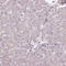 Coiled-Coil Domain Containing 93 antibody, HPA054183, Atlas Antibodies, Immunohistochemistry frozen image 