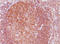 B-cell lymphoma/leukemia 10 antibody, AM33259PU-T, Origene, Immunohistochemistry paraffin image 