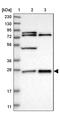 GrpE Like 2, Mitochondrial antibody, PA5-54723, Invitrogen Antibodies, Western Blot image 
