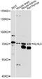 Kelch Like Family Member 8 antibody, LS-C749897, Lifespan Biosciences, Western Blot image 