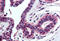 Histone Cluster 4 H4 antibody, MBS241839, MyBioSource, Immunohistochemistry paraffin image 