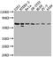 Cyclin-dependent kinase 17 antibody, CSB-PA28369A0Rb, Cusabio, Western Blot image 