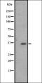 Olfactory Receptor Family 2 Subfamily M Member 4 antibody, orb335660, Biorbyt, Western Blot image 