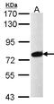 Pre-MRNA Processing Factor 39 antibody, LS-C185673, Lifespan Biosciences, Western Blot image 