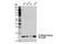 Histone H3 antibody, 13969S, Cell Signaling Technology, Western Blot image 
