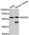 Arginyl-TRNA Synthetase 2, Mitochondrial antibody, A8503, ABclonal Technology, Western Blot image 