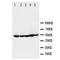 Annexin A2 antibody, orb27562, Biorbyt, Western Blot image 
