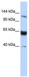 SCP1 antibody, TA344377, Origene, Western Blot image 