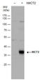 Solute Carrier Family 16 Member 7 antibody, GTX129600, GeneTex, Western Blot image 