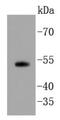 SMAD Family Member 5 antibody, NBP2-67404, Novus Biologicals, Western Blot image 