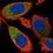 60S ribosomal protein L32 antibody, HPA051994, Atlas Antibodies, Immunocytochemistry image 