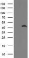 Ubiquitin-like-conjugating enzyme ATG3 antibody, CF503384, Origene, Western Blot image 