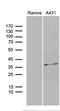 Dual adapter for phosphotyrosine and 3-phosphotyrosine and 3-phosphoinositide antibody, LS-C800101, Lifespan Biosciences, Western Blot image 