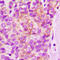 LYN Proto-Oncogene, Src Family Tyrosine Kinase antibody, LS-C368402, Lifespan Biosciences, Immunohistochemistry frozen image 