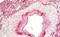 Caveolae Associated Protein 3 antibody, MBS248451, MyBioSource, Immunohistochemistry paraffin image 
