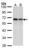 RAD9 Checkpoint Clamp Component A antibody, TA308749, Origene, Western Blot image 
