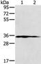 Nitrilase 1 antibody, PA5-50465, Invitrogen Antibodies, Western Blot image 