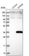 Dehydrogenase/Reductase 9 antibody, NBP1-89379, Novus Biologicals, Western Blot image 